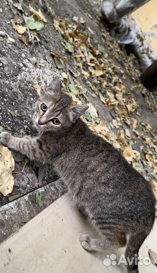 Котёнок девочка на улице