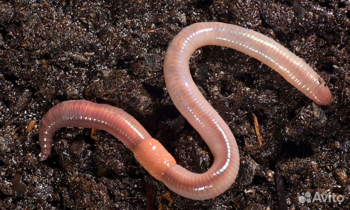Червь крупный Дендробена