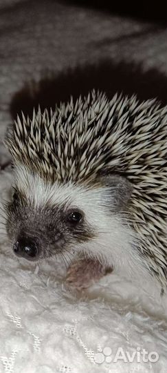 Африканский карликовый еж