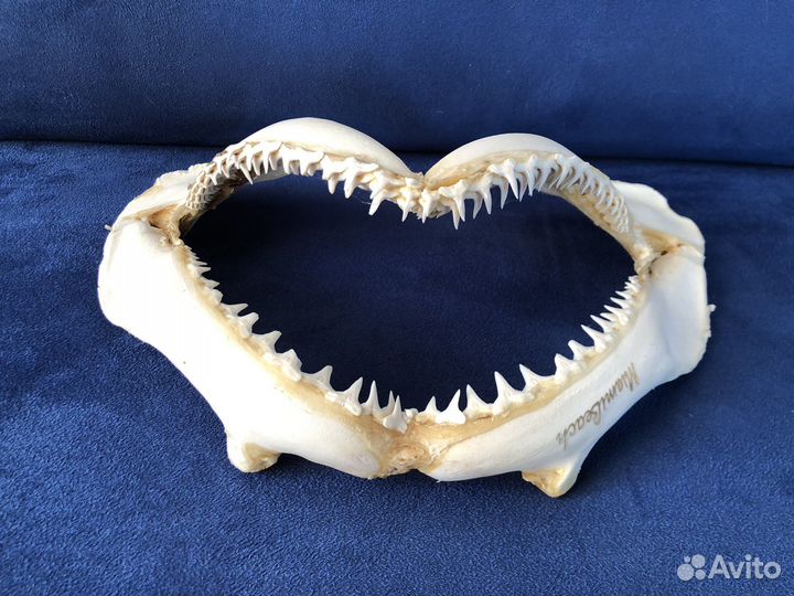 Челюсти акулы