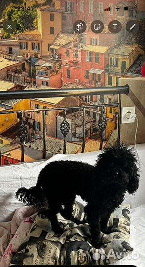 Той-пудель вязка