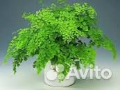 Папоротник Кислица Ахименесы Бальзамин