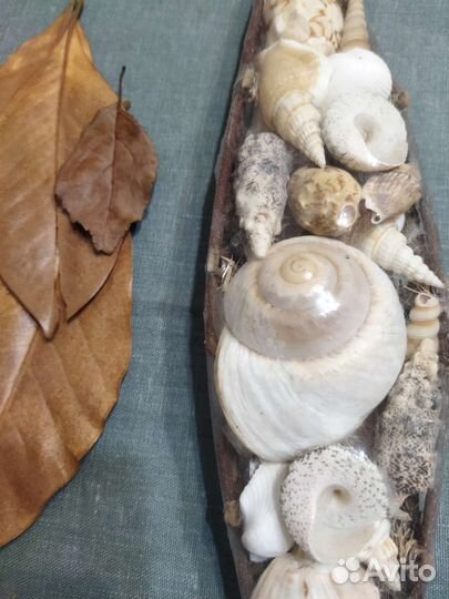 Подарочный набор ракушек
