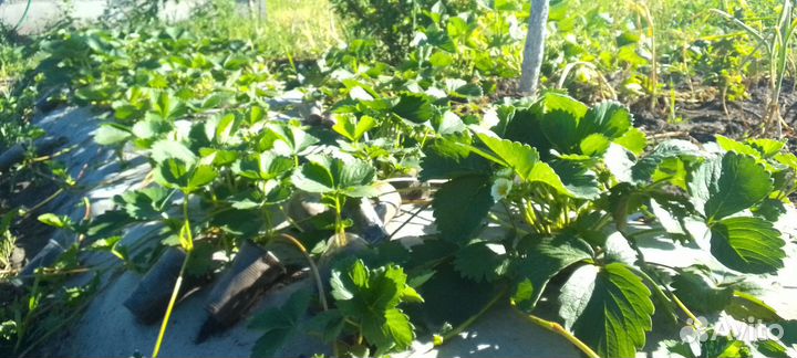 Рассада клубники