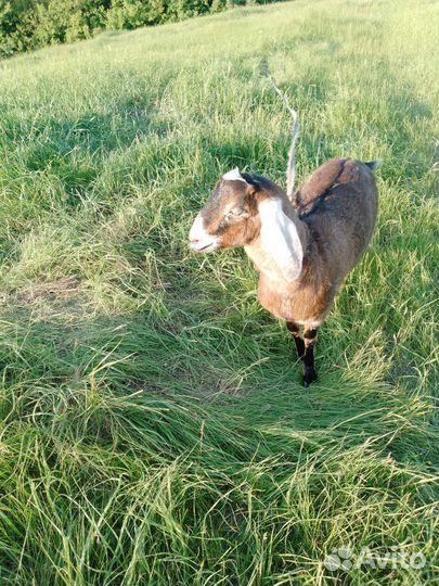 Коза нубийская