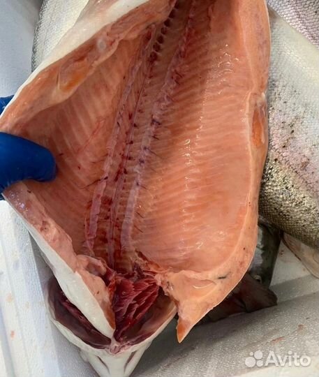 Форель свежая Карелия