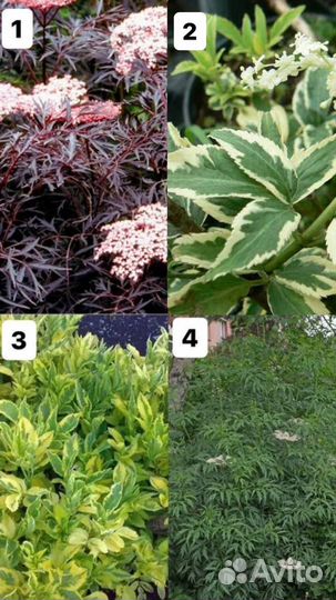 Бузина, малина, ежевика, лапчатка