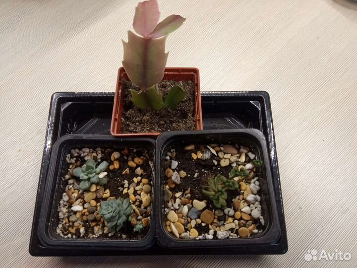 Комнатные растения