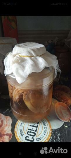 Чайный гриб