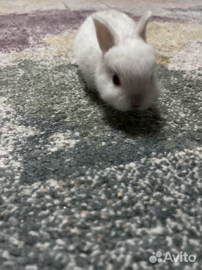 Декоративные пуховые кролики