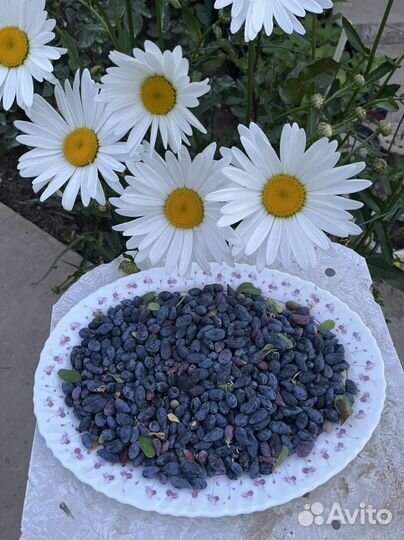 Жимолость ягода