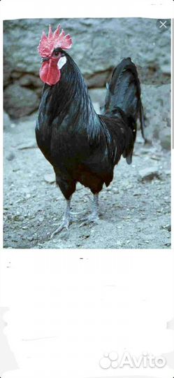 Продаю петушков