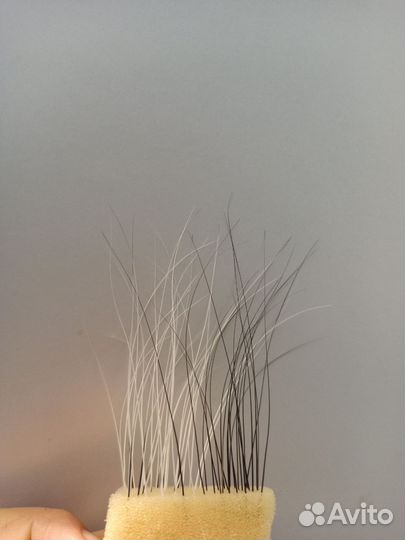 Кошачьи усы