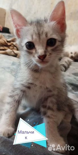 Кошка в дар бесплатно