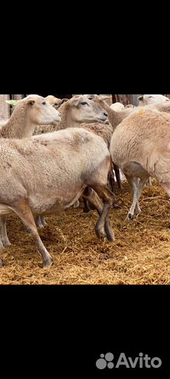 Овцы бараны ягнята Катумские и Дорпер