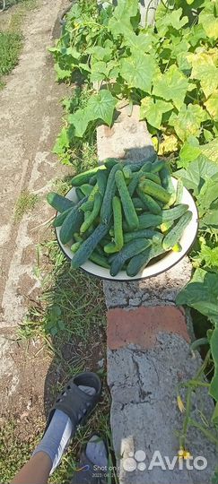 Цыплята, огурцы