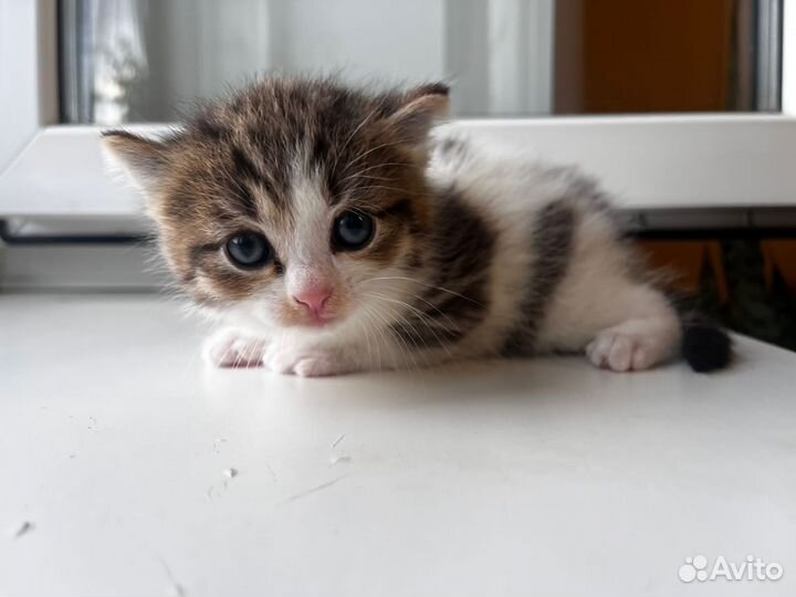 Отдам в хорошие руки котенка