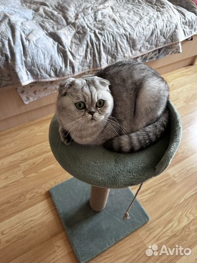 Когтеточка для кошек бу