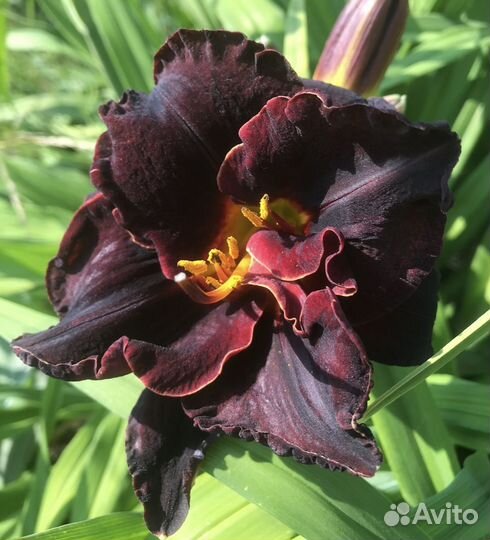 Лилейники часть 2