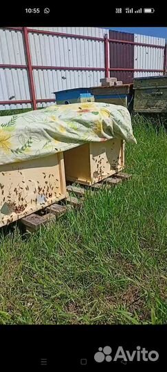 Продаю пчёлы