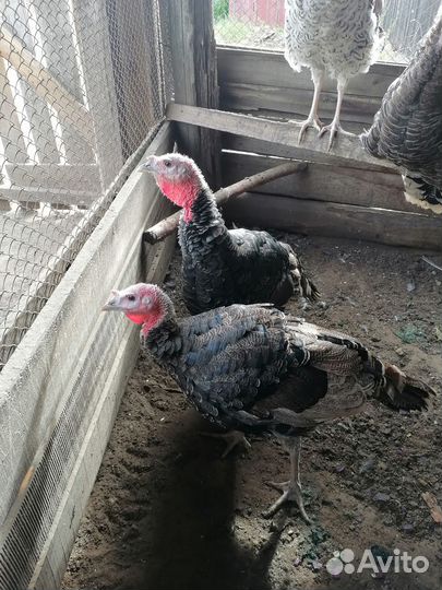 Продам индюков и индюшек
