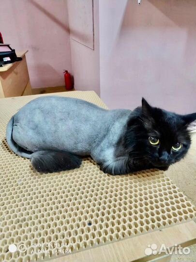 Груминг. Стрижка собак и кошек