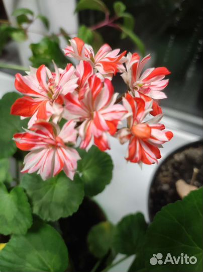 Пеларгонии сортовые