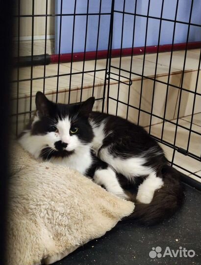 Кот Марсель в добрые руки