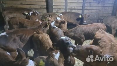 Телята бычки на выбор с доставкой до двора