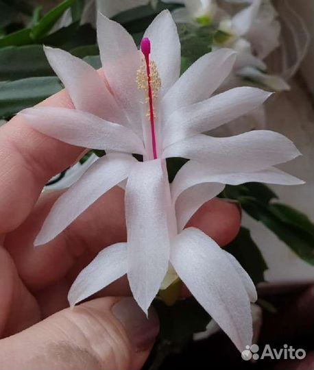 Декабрист или шлюмбергера Malissa (белый)