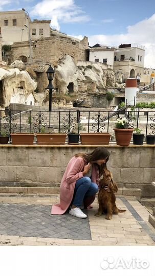 Передержка животных