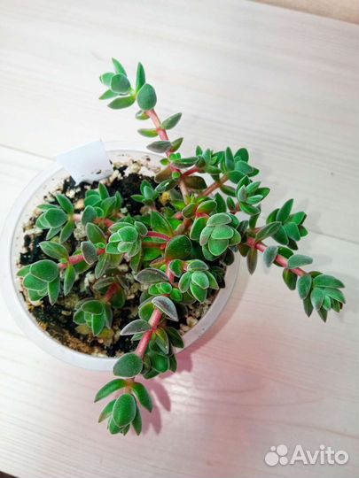 Суккуленты