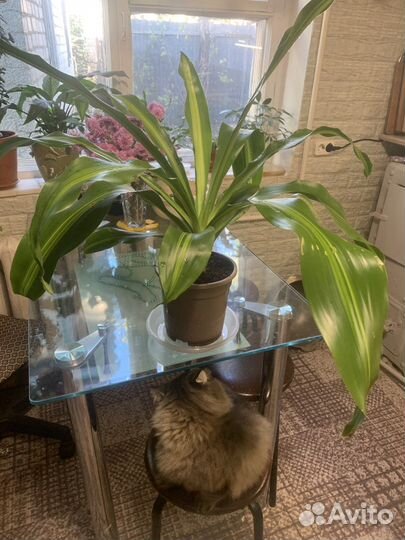 Драцена душистая