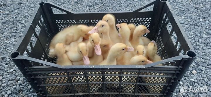 Гусята Линда