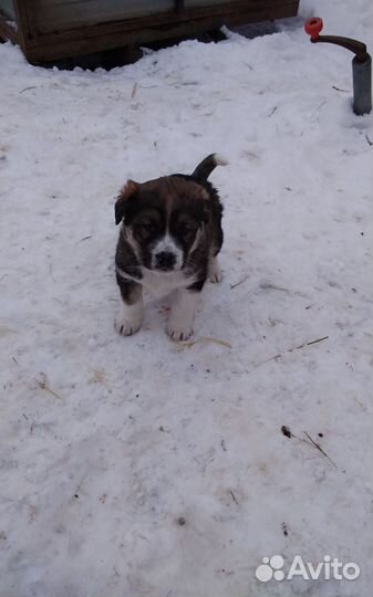 Щенок,кобель