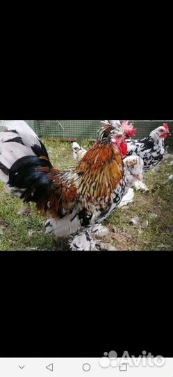 Алтайская бентамка