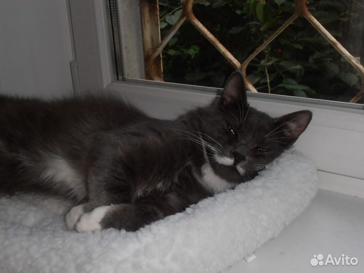 Молодой роскошный котик Сёма в дар