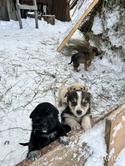 Щенки в добрые руки