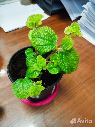 Комнатные цветы