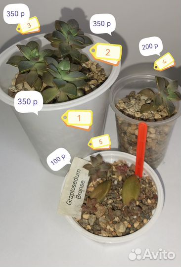 Комнатные растения