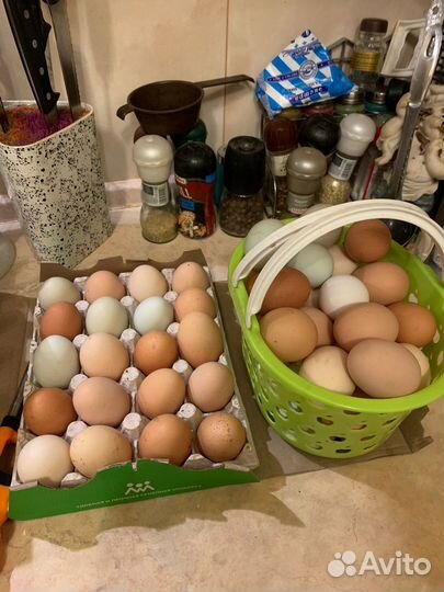 Яйца куриные домашние продажа