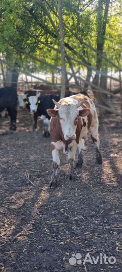 Бычки на откорм