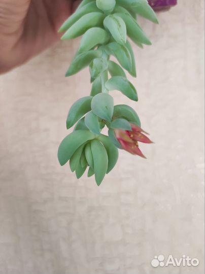 Очиток Моргана