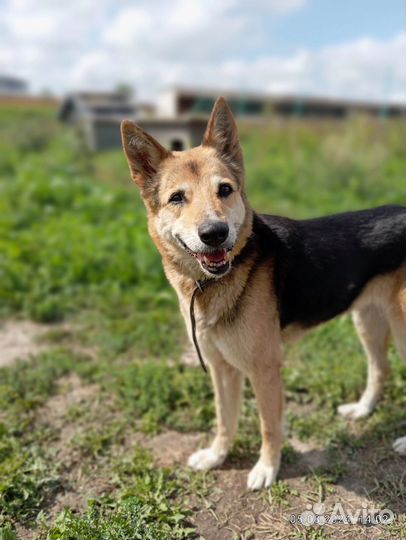 Найда ищет любящую семью