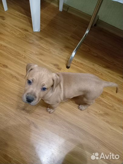 Сиделка для ваших питомцев