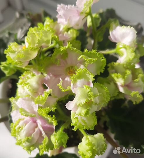 Листик фиалки