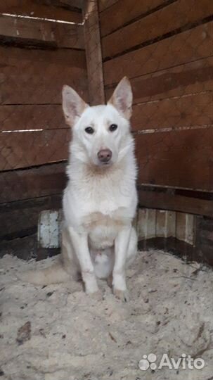 Тайсон ищет дом