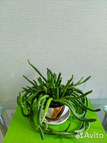 Гуэрния кенийская