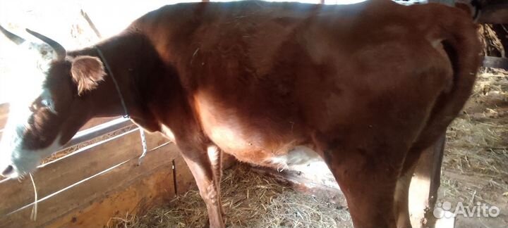Коровы телята бычки