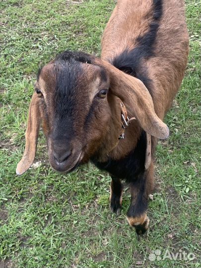 Козел нубийский 100%